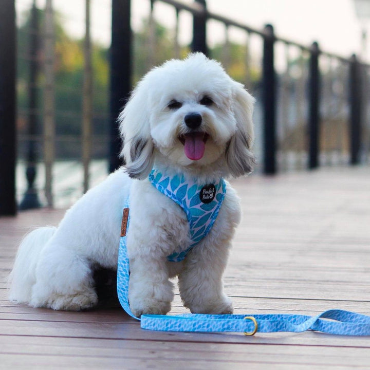 AmbassaDOG Ted in the Koalified Cuddler reversible harness and lead.