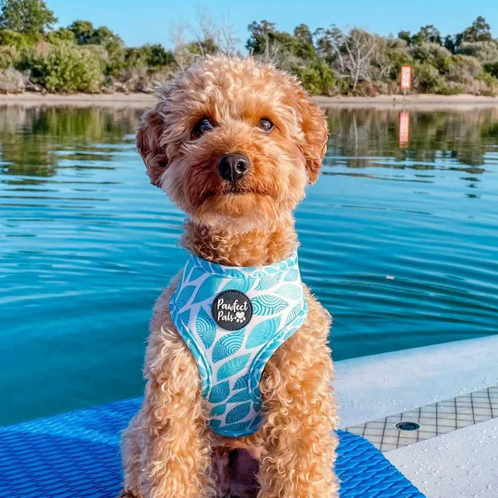 AmbassaDOG Sam in the Koalified Cuddler reversible harness.