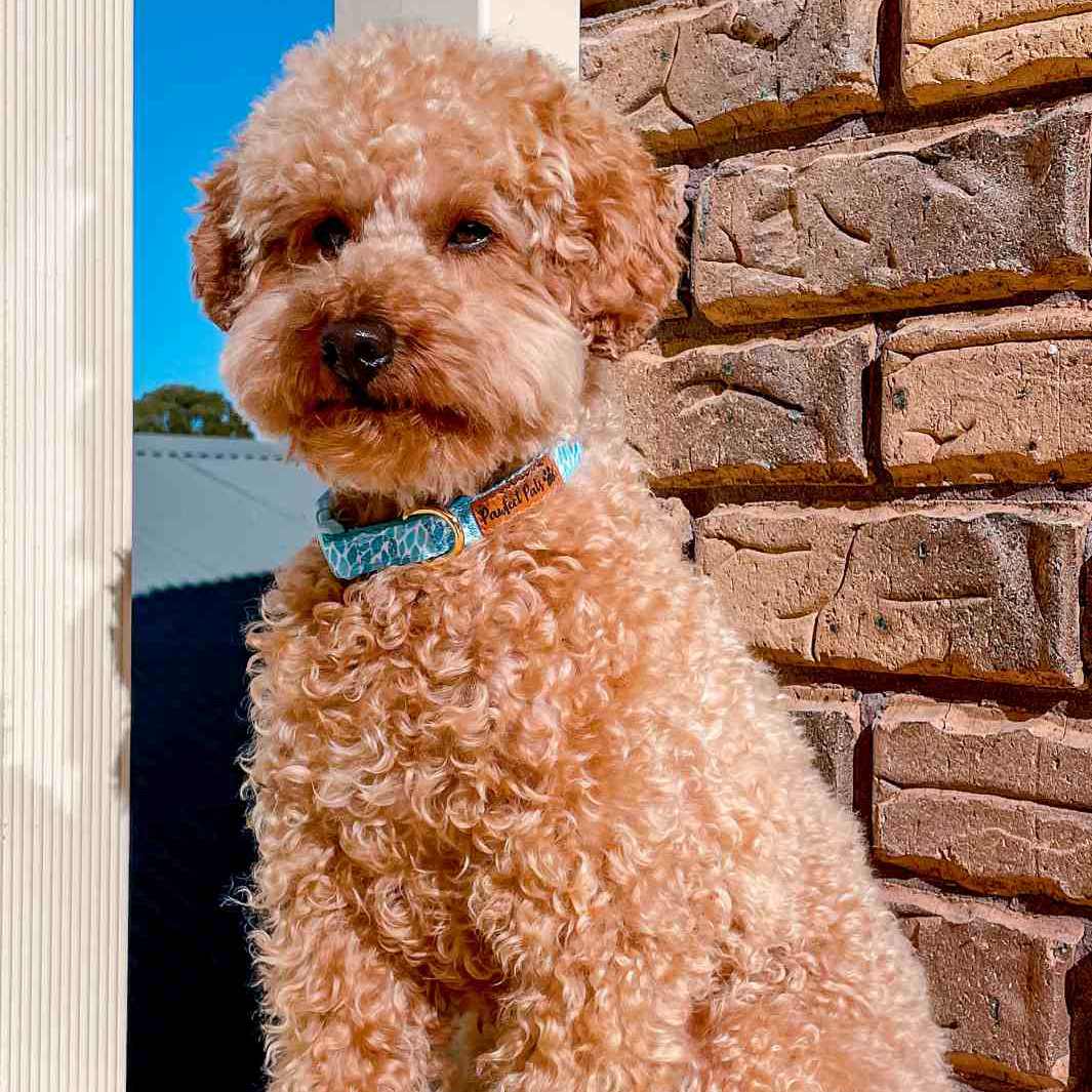 AmbassaDOG Sam in the Koalified Cuddler - Leaves soft collar.