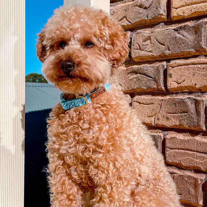 AmbassaDOG Sam in the Koalified Cuddler - Leaves soft collar.