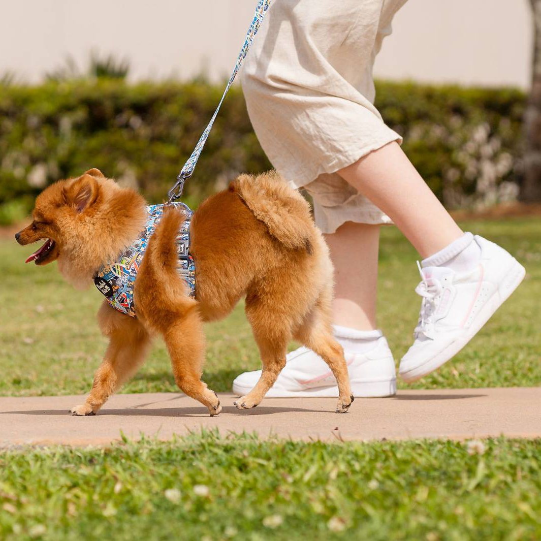 AmbassaDOG in the Little Dude reversible harness and lead.
