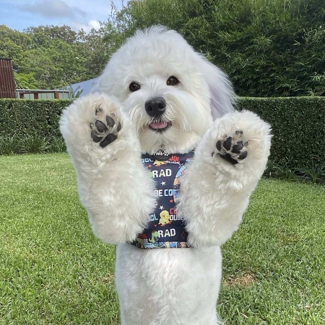 AmbassaDOG Ted in the Little Dude reversible harness.