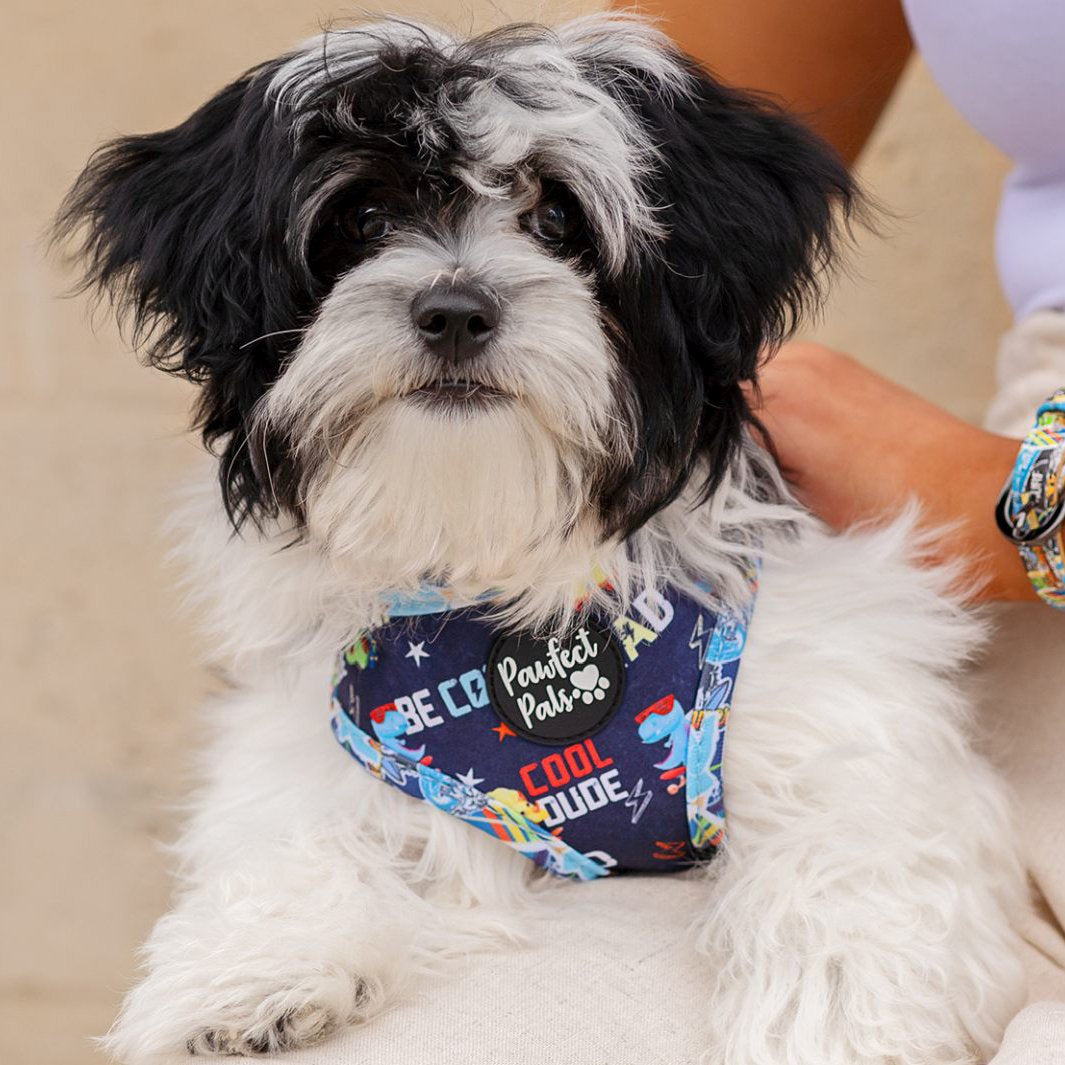 AmbassaDOG in the Little Dude reversible harness.
