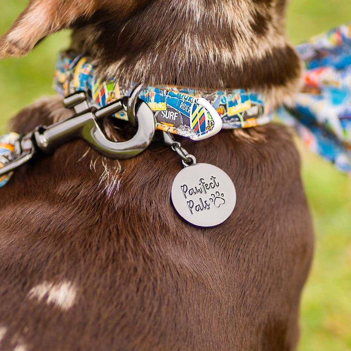 AmbassaDOG in the Little Dude collar.
