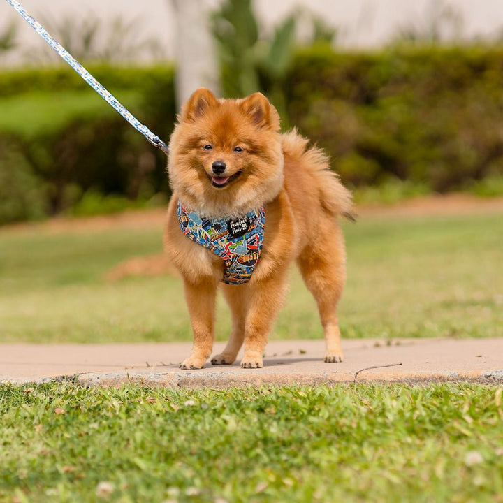 AmbassaDOG in the Little Dude lead and reversible harness.