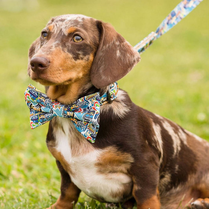 AmbassaDOG in the Little Dude lead and bow tie.