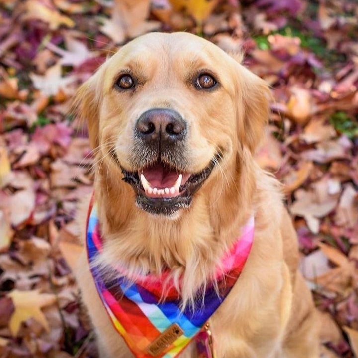 AmbassaDOG wearing the Little Ray of Sunshine cooling bandana and lead.