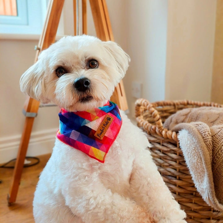 AmbassaDOG wearing the Little Ray of Sunshine cooling bandana.