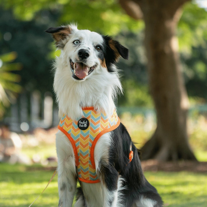 AmbassaDOG in the I Llama my Mama reversible harness.