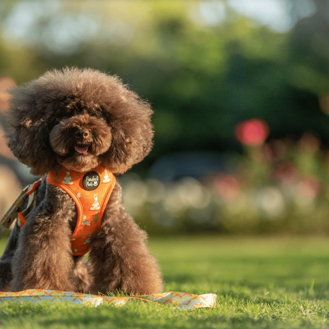 AmbassaDOG Mocha in the I Llama my Mama reversible harness and lead.