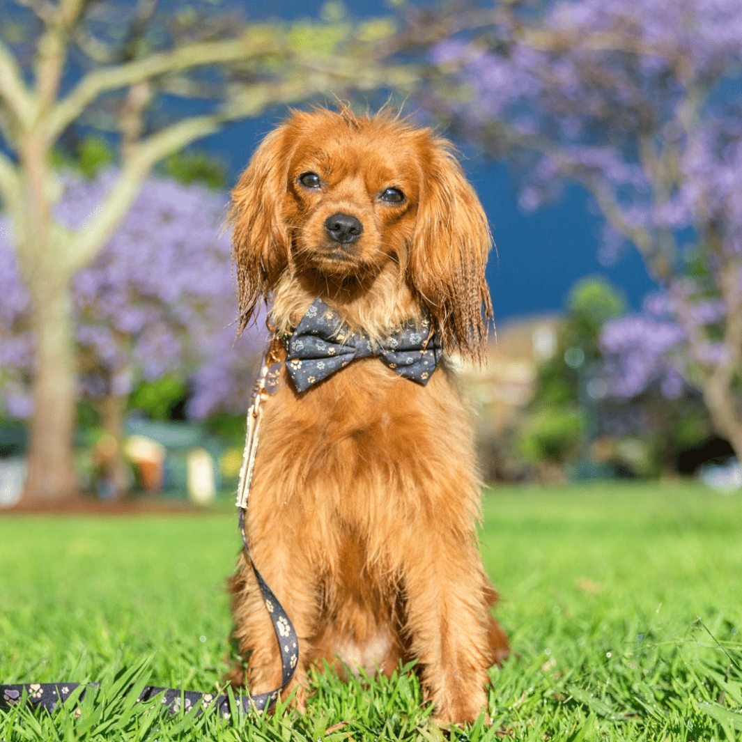 AmbassaDOG Lilo in the I Love You BEARy Much bow tie, collar and lead.