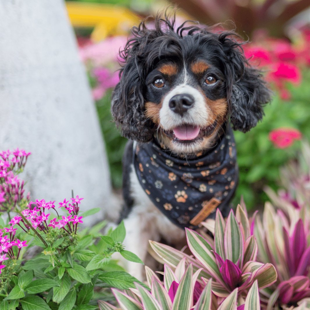 AmbassaDOG in the I Love You BEARy Much cooling bandana.