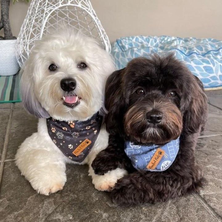 AmbassaDOG Ted in the I Love You BEARy Much cooling bandana.