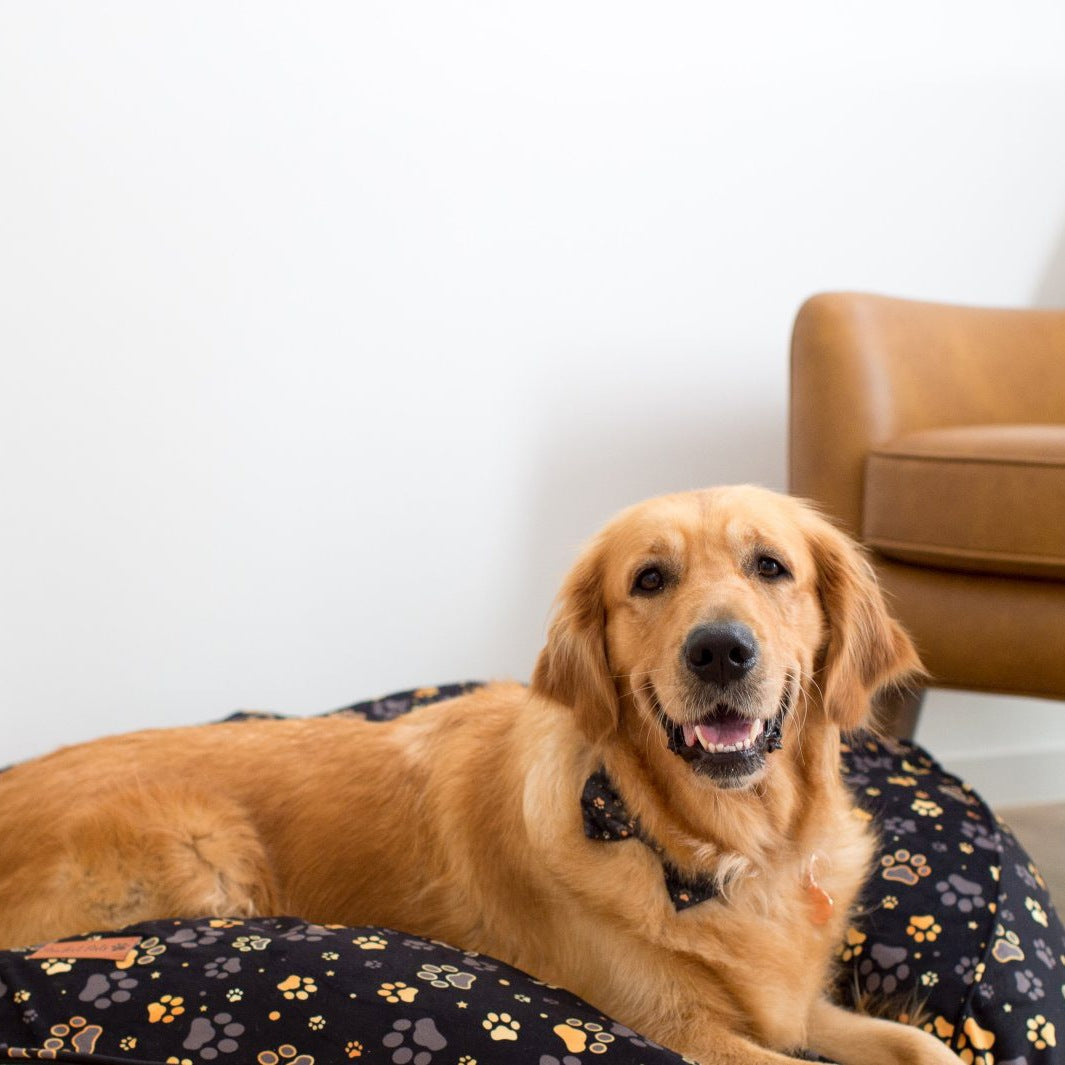 AmbassaDOG on the I Love You BEARy Much cuddle bud dog bed.