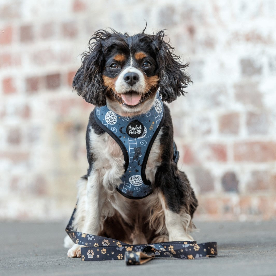 AmbassaDOG in the I Love You BEARy Much reversible harness and lead.