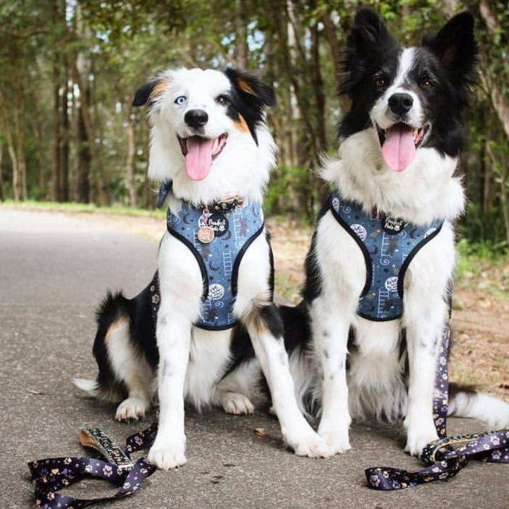 AmbassaDOGs in the I Love You BEARy Much reversible harness, collar and lead.