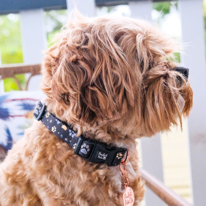 AmbassaDOG Bertie in the I Love You BEARy Much soft collar.