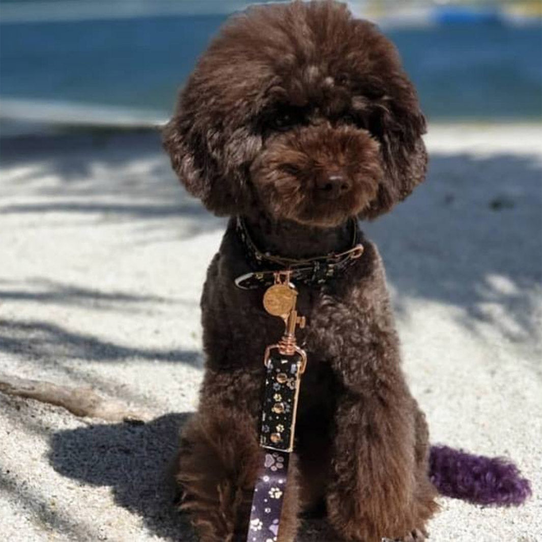 AmbassaDOG Moet wearing the I Love You BEARy Much collar and lead.