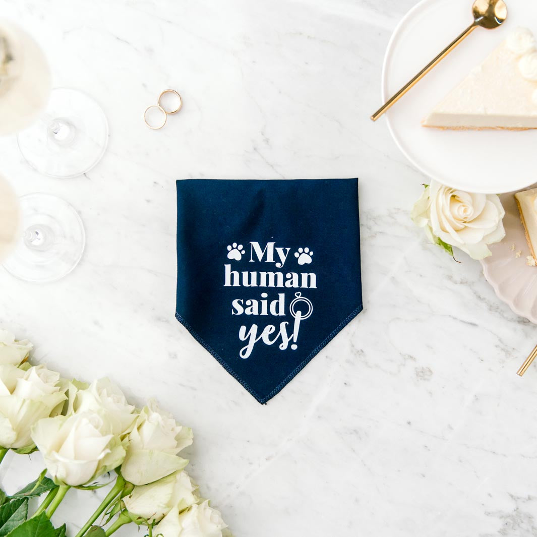 "My human said yes!" Pawfect Celebrations navy bandana.