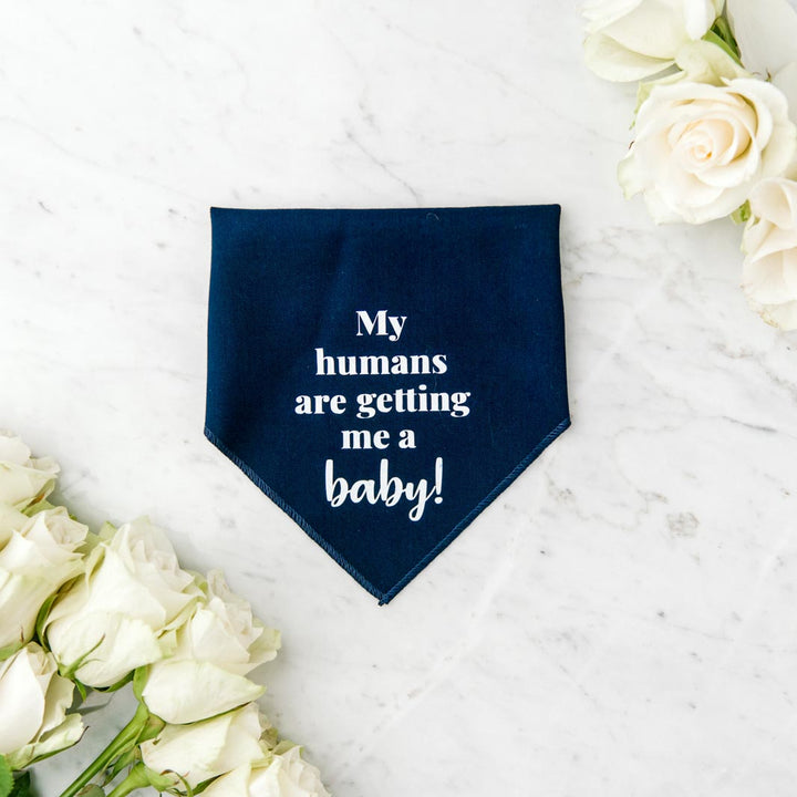 "My humans are getting me a baby!" Pawfect Celebrations navy bandana.