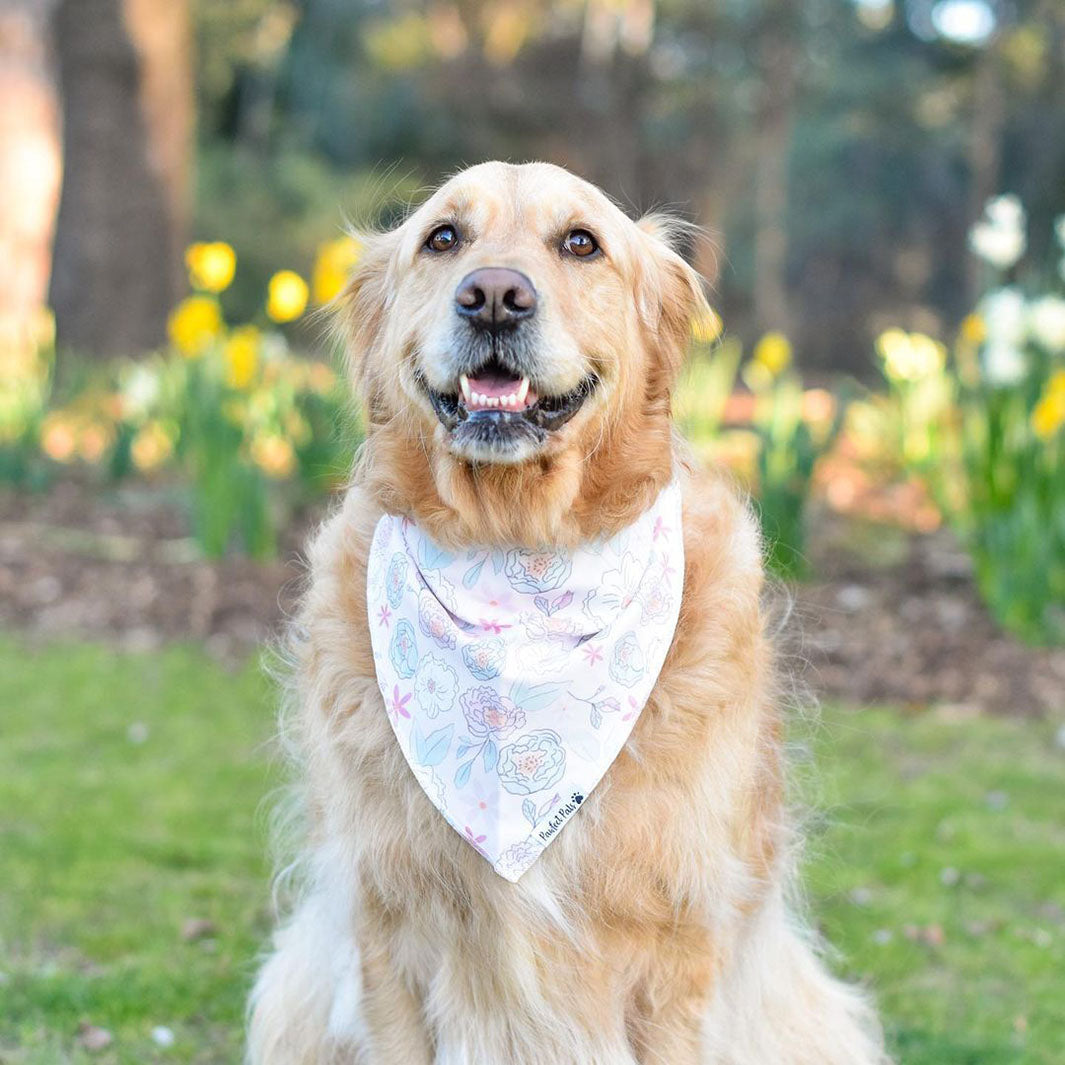 AmbassaDOG in the Pastels cotton bandana.