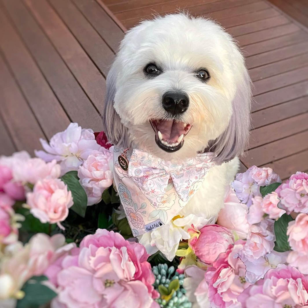 AmbassaDOG Ted in the Pastels sailor bow tie and cotton bandana.