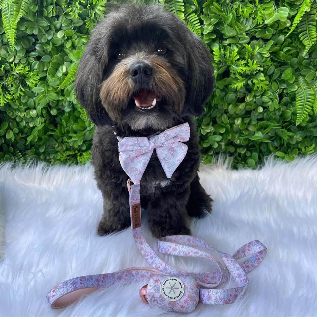 AmbassaDOG Piper in the Pastels soft lead, sailor bow tie and deja poo waste bag holder.