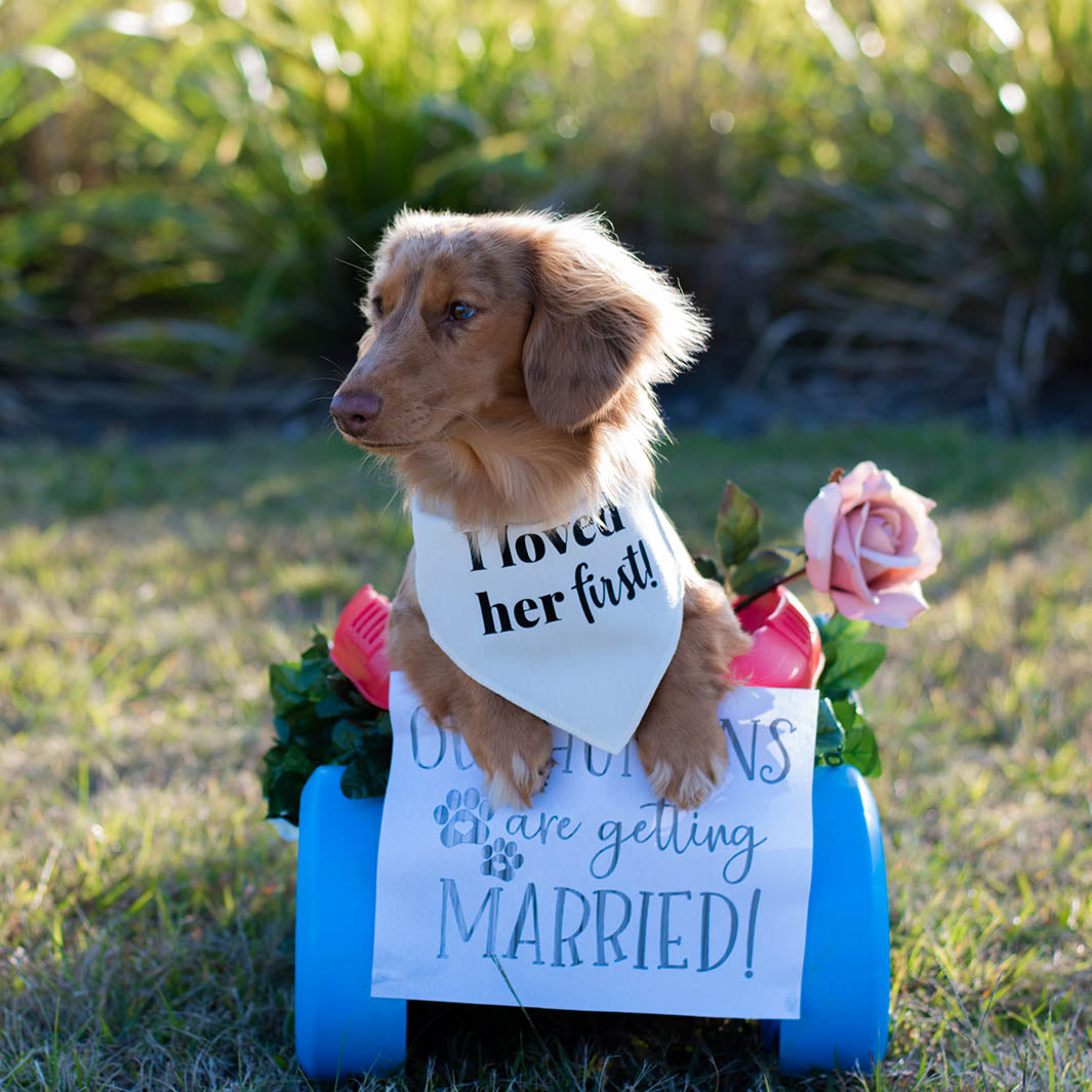 AmbassaDOG Coco in the Pawfect Celebrations "I Loved Her First!" cream bandana.