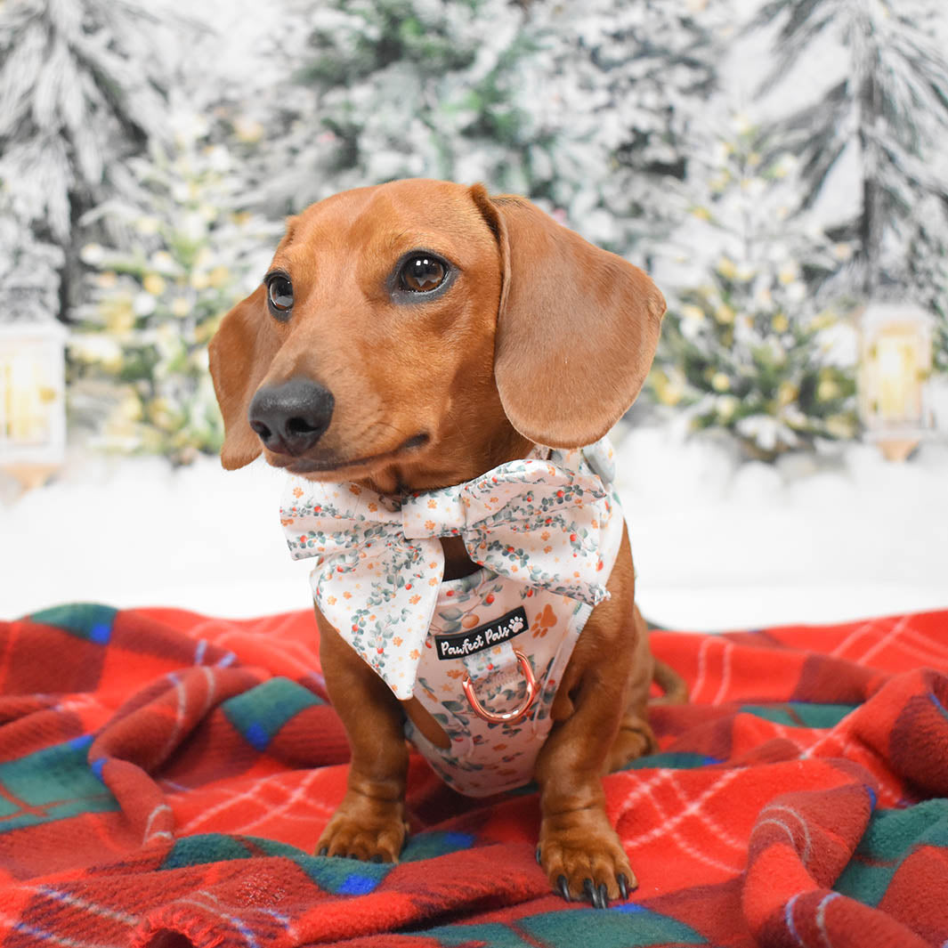 AmbassaDOG Sadie in her Christmas Wishes & Puppy Kisses - Paws & Stars no-pull adjustable harness and sailor bow tie.