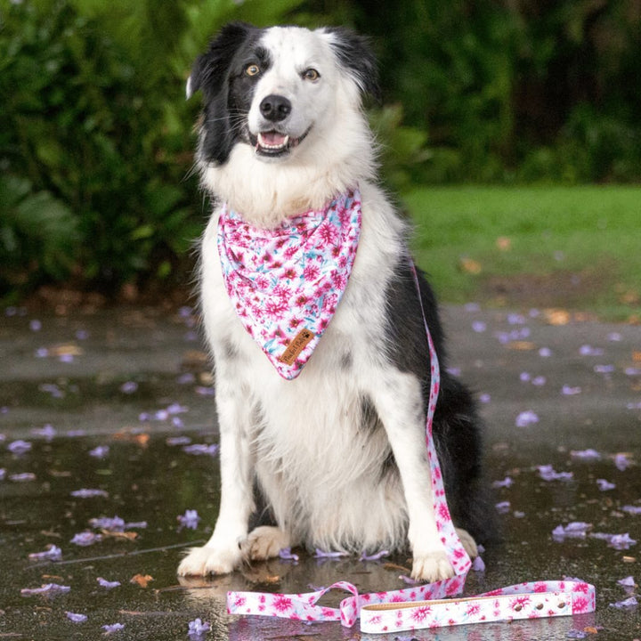 AmbassaDOG in Pick of the Bunch cooling bandana and lead.