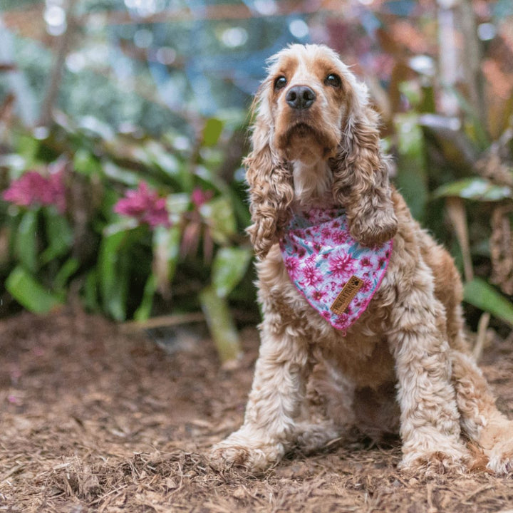 AmbassaDOG in the Pick of the Bunch cooling bandana.