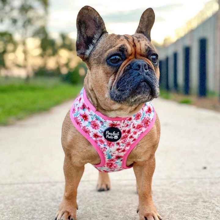 AmbassaDOG in the Pick of the Bunch reversible harness.
