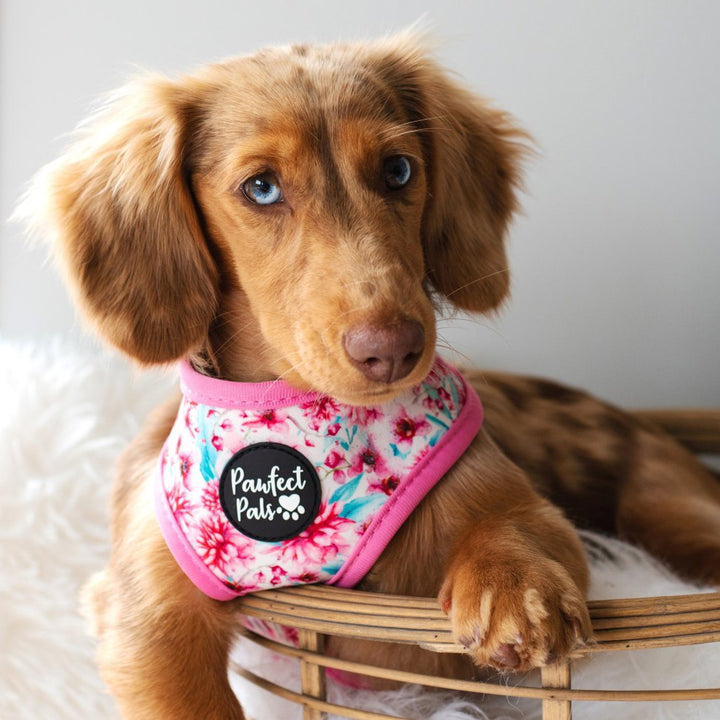AmbassaDOG Coco in the Pick of the Bunch / Dreamy Days reversible harness.