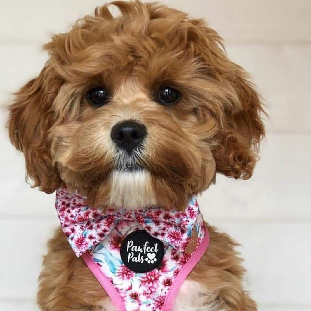 AmbassaDOG Alfie in the Pick of the Bunch sailor bow tie.