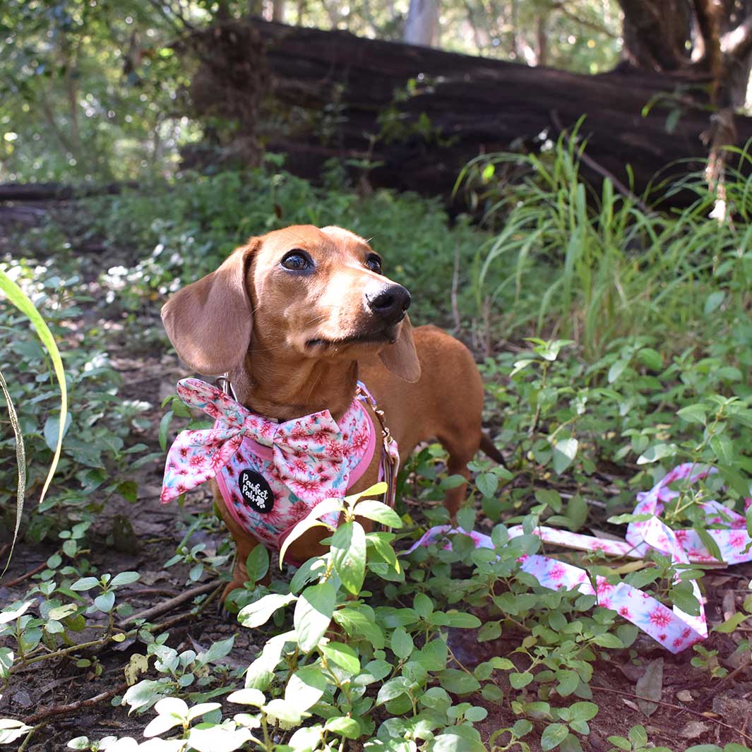 AmbassaDOG in the Pick of the Bunch reversible harness, vegan leather dog lead and sailor bow tie.