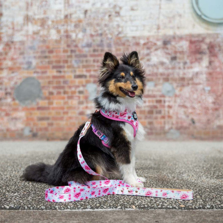 AmbassaDOG in the Pick of the Bunch vegan leather dog lead and reversible harness.
