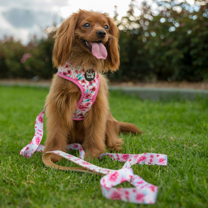 AmbassaDOG Lilo in the Pick of the Bunch vegan leather dog lead and reversible harness.