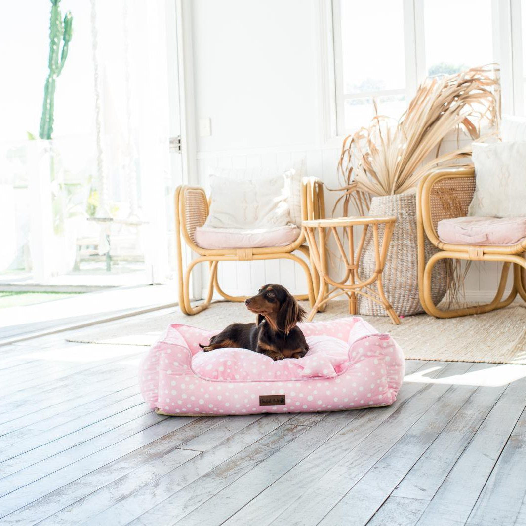 AmbassaDOG in the Think Pretty Thoughts - Pink Dots snuggle bud dog bed in medium.