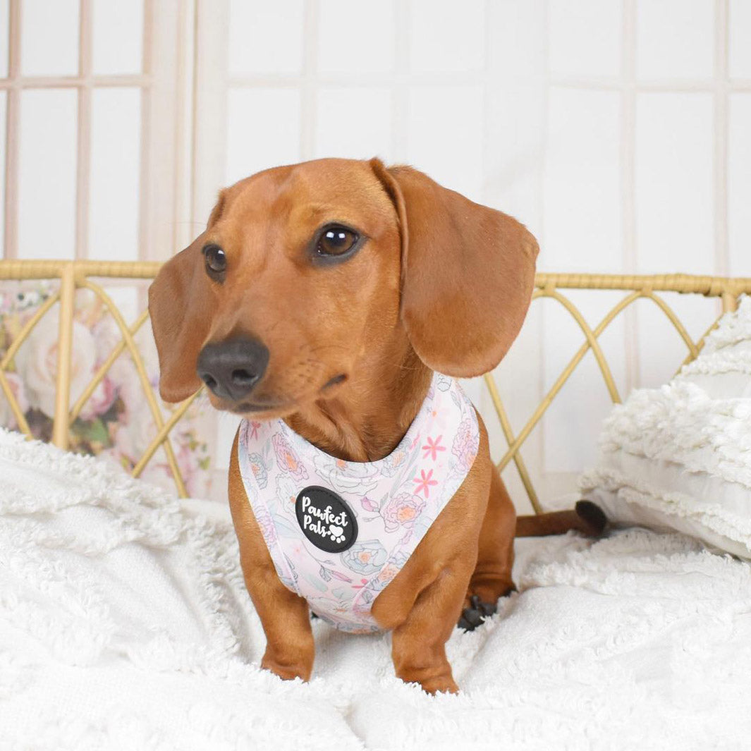 AmbassaDOG Sadie in the Precious Petal reversible dog harness.