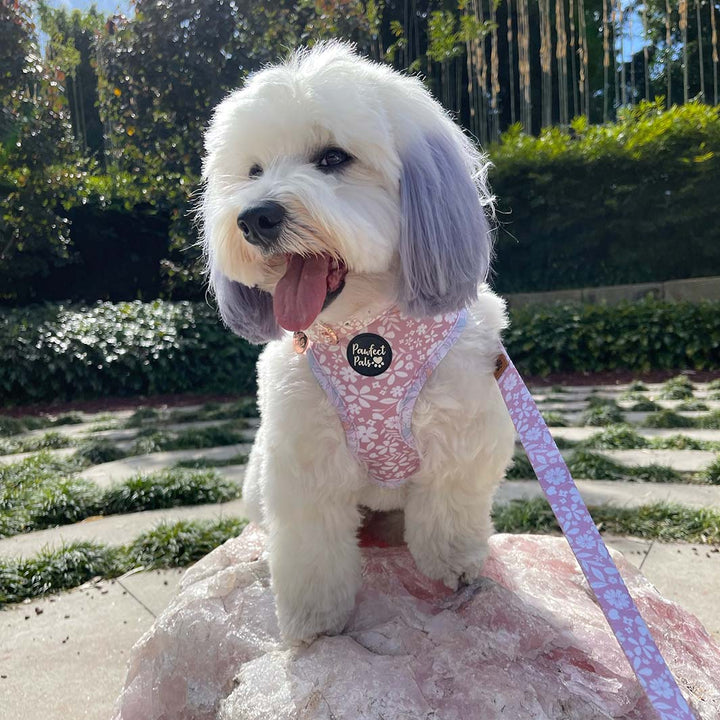 AmbassaDOG Ted in the Precious Petal reversible dog harness and vegan leather lead.