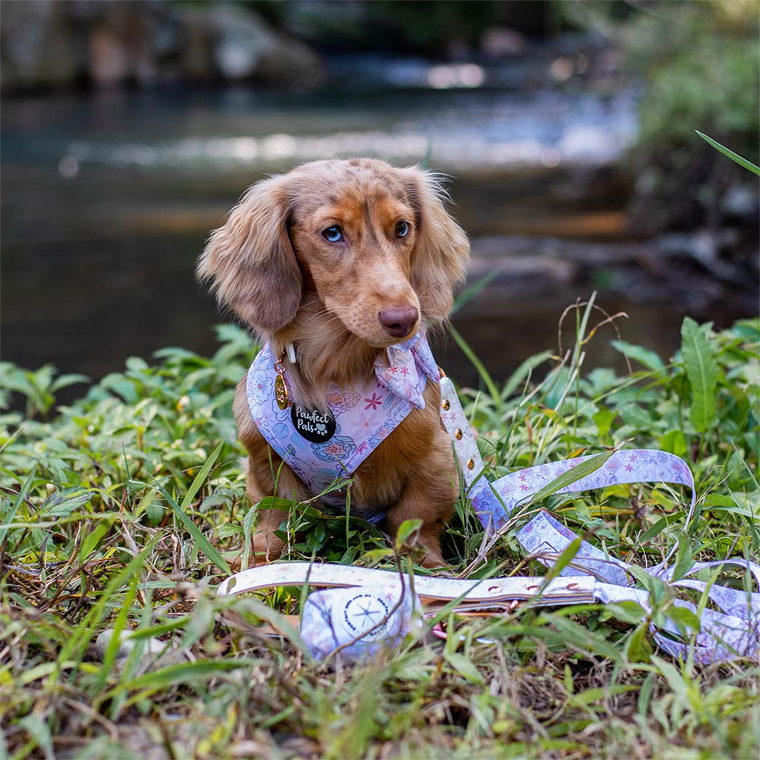 Coco in Precious Petal - Pastel vegan dog collar