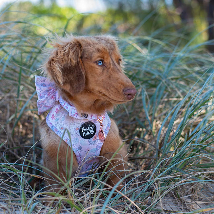 Coco in Precious Petal - Pastel soft collar