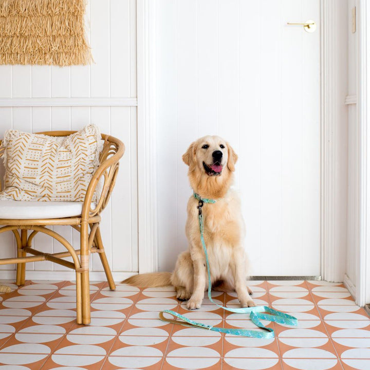 AmbassaDOG in the Raise the Woof - Geometric collar and lead.