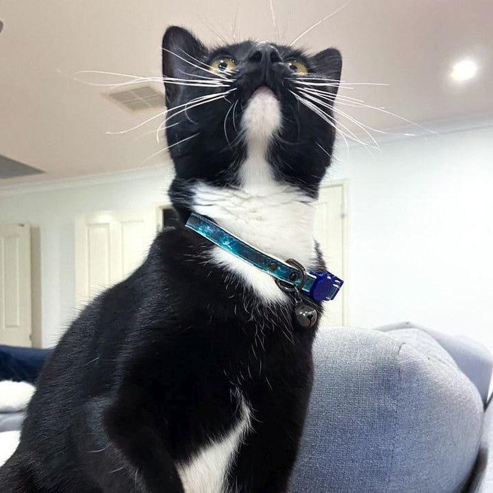 AmbassaDOG Comet Shell Yeah - Ocean Waves cat collar.