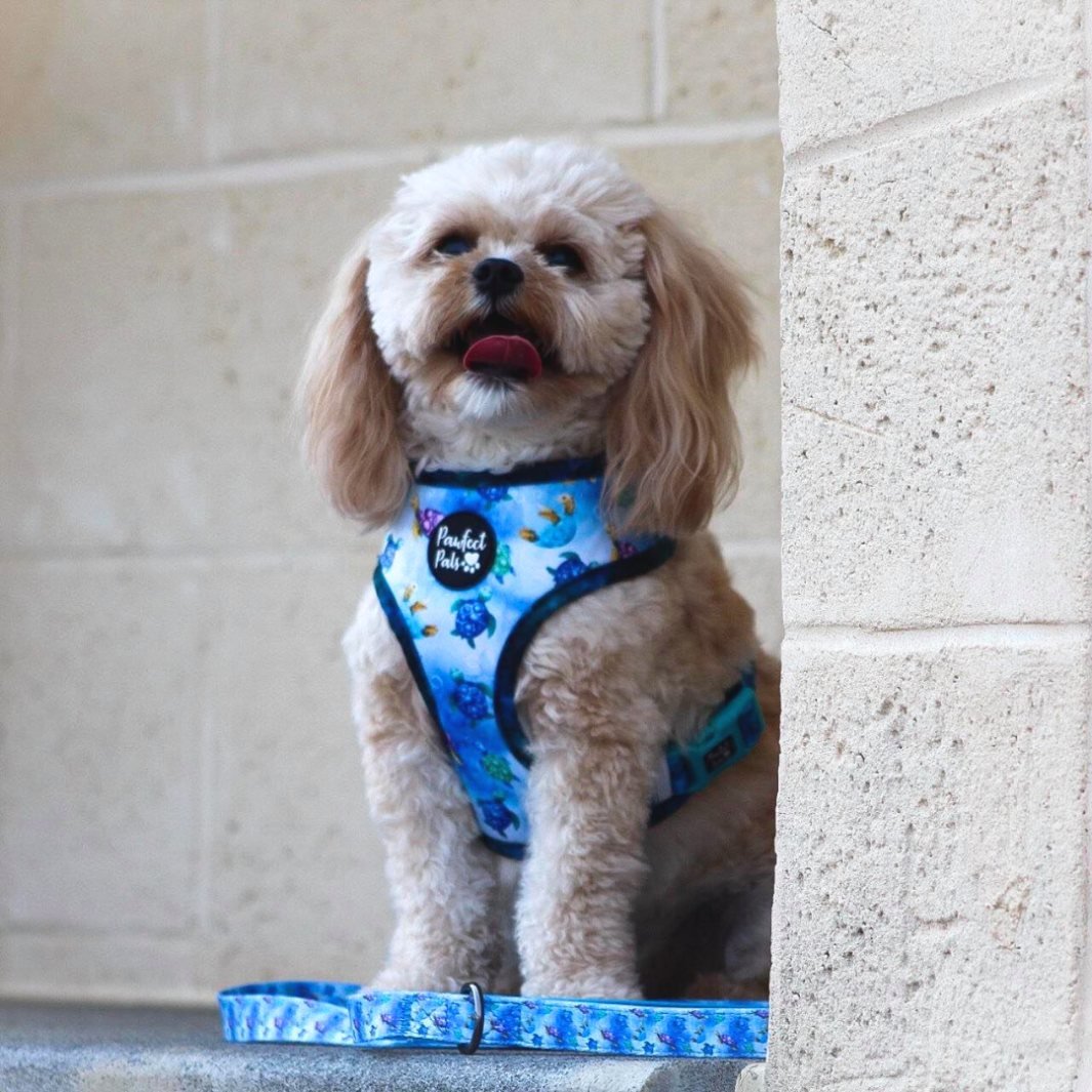 AmbassaDOG Yogi in the Shell Yeah reversible harness and lead.