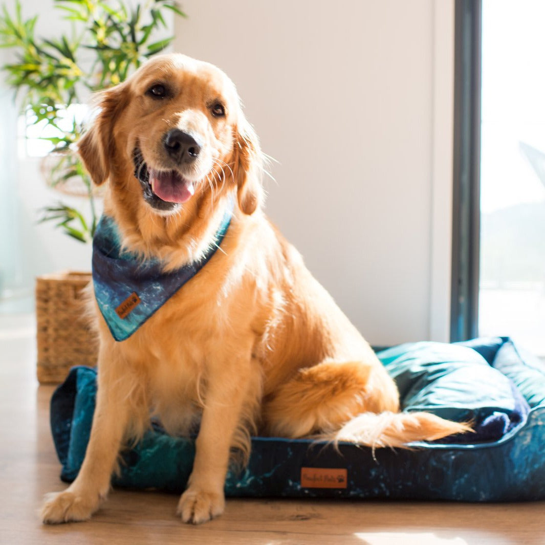 AmbassaDOG Keira in the Shell Yeah - Ocean Waves cooling bandana and snuggle bud dog bed.