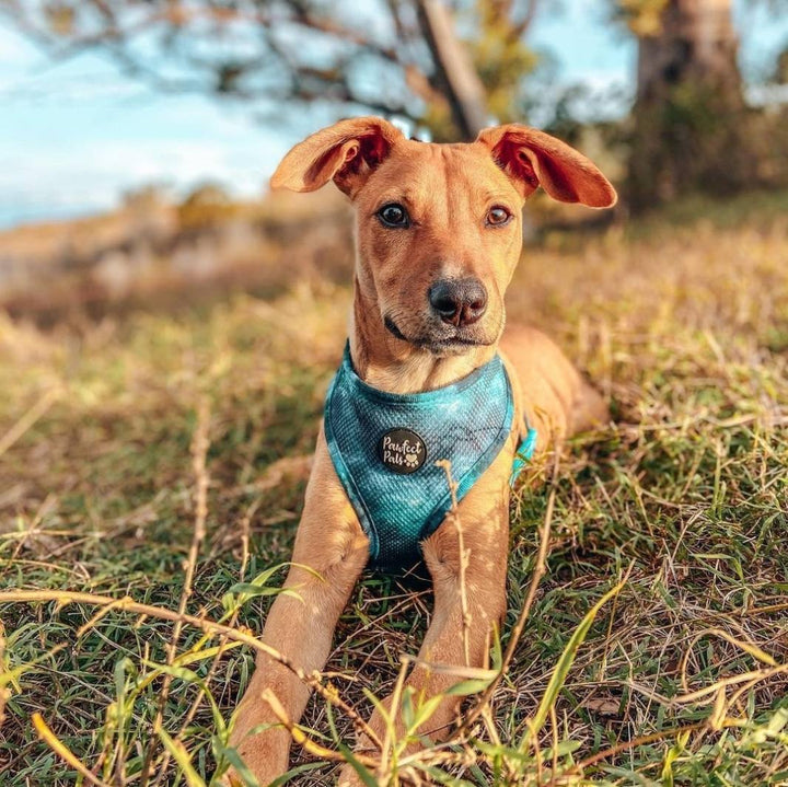 AmbassaDOG Evie in the Shell Yeah reversible harness.