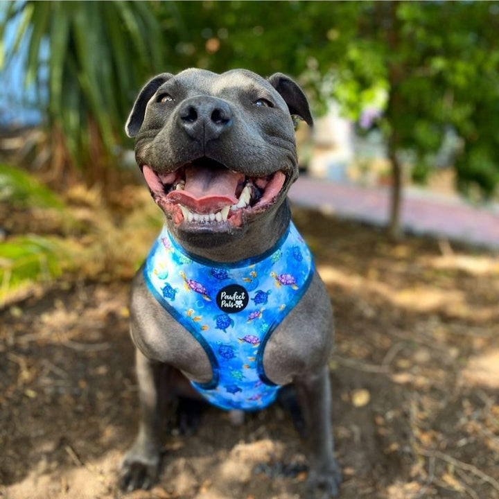 AmbassaDOG Denzel in the Shell Yeah reversible harness.