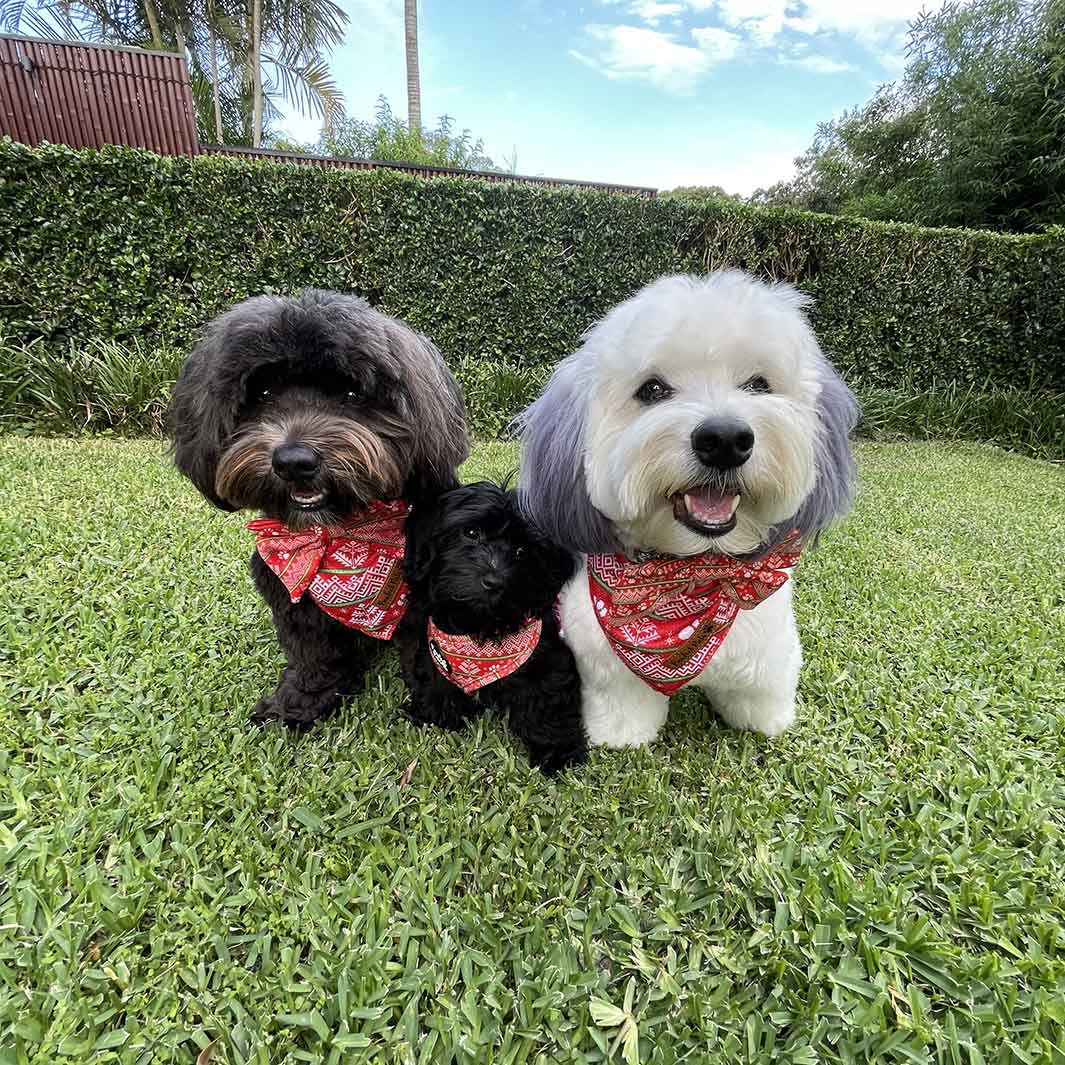 Piper and Ted in their Sleigh-In It Christmas bandanas.