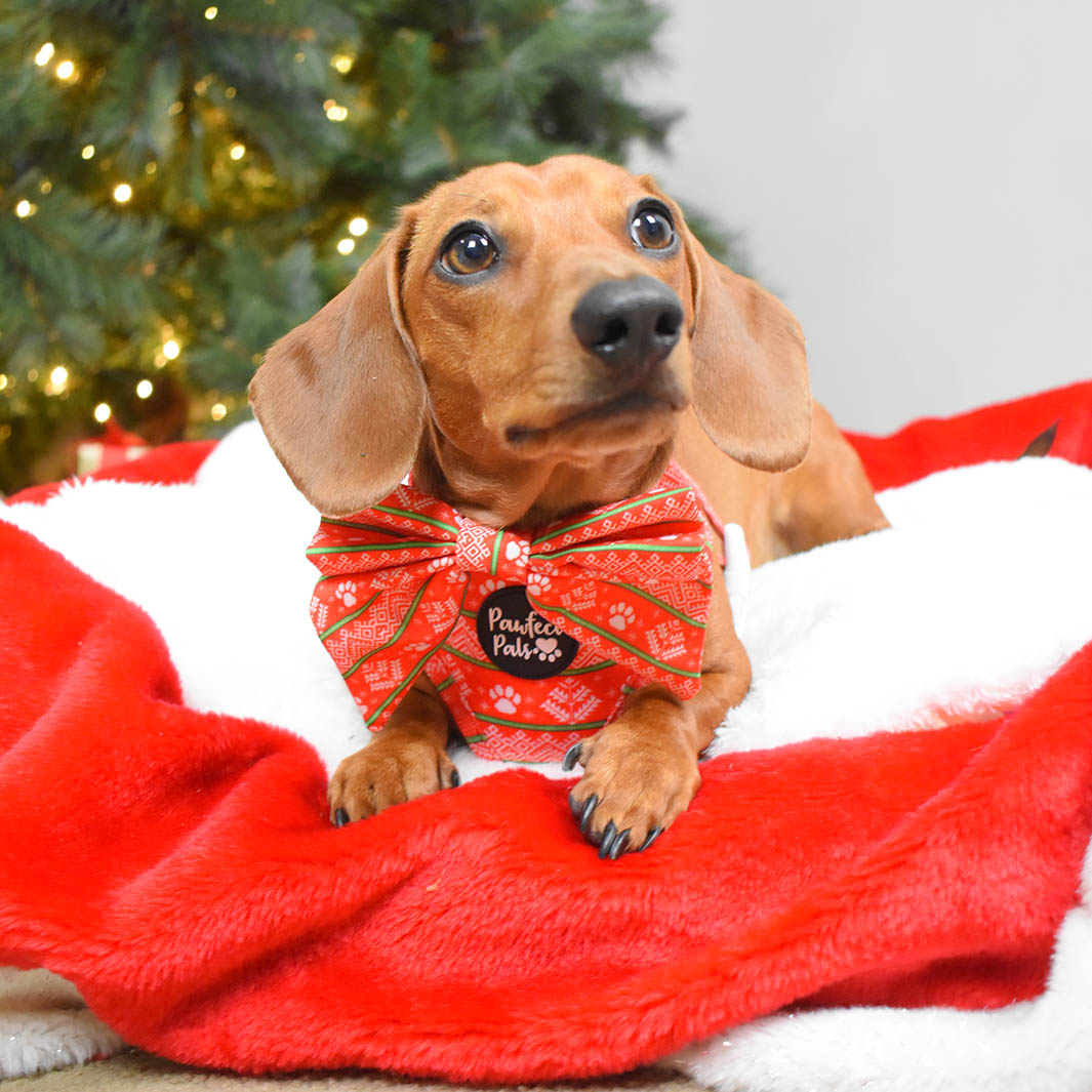 AmbassaDOG Sadie in the Sleigh-In It bow tie and reversible harness.